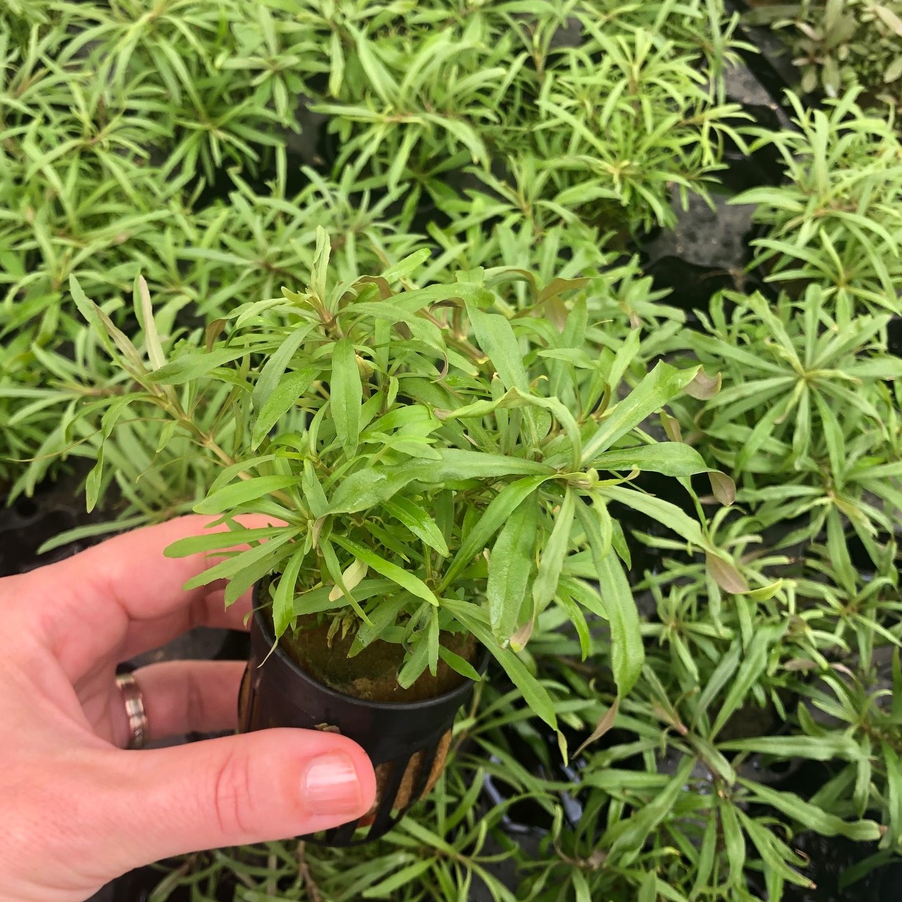 Pogostemon octopus in pot